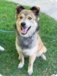 Beautiful Bear, foster dog only staying for a few days